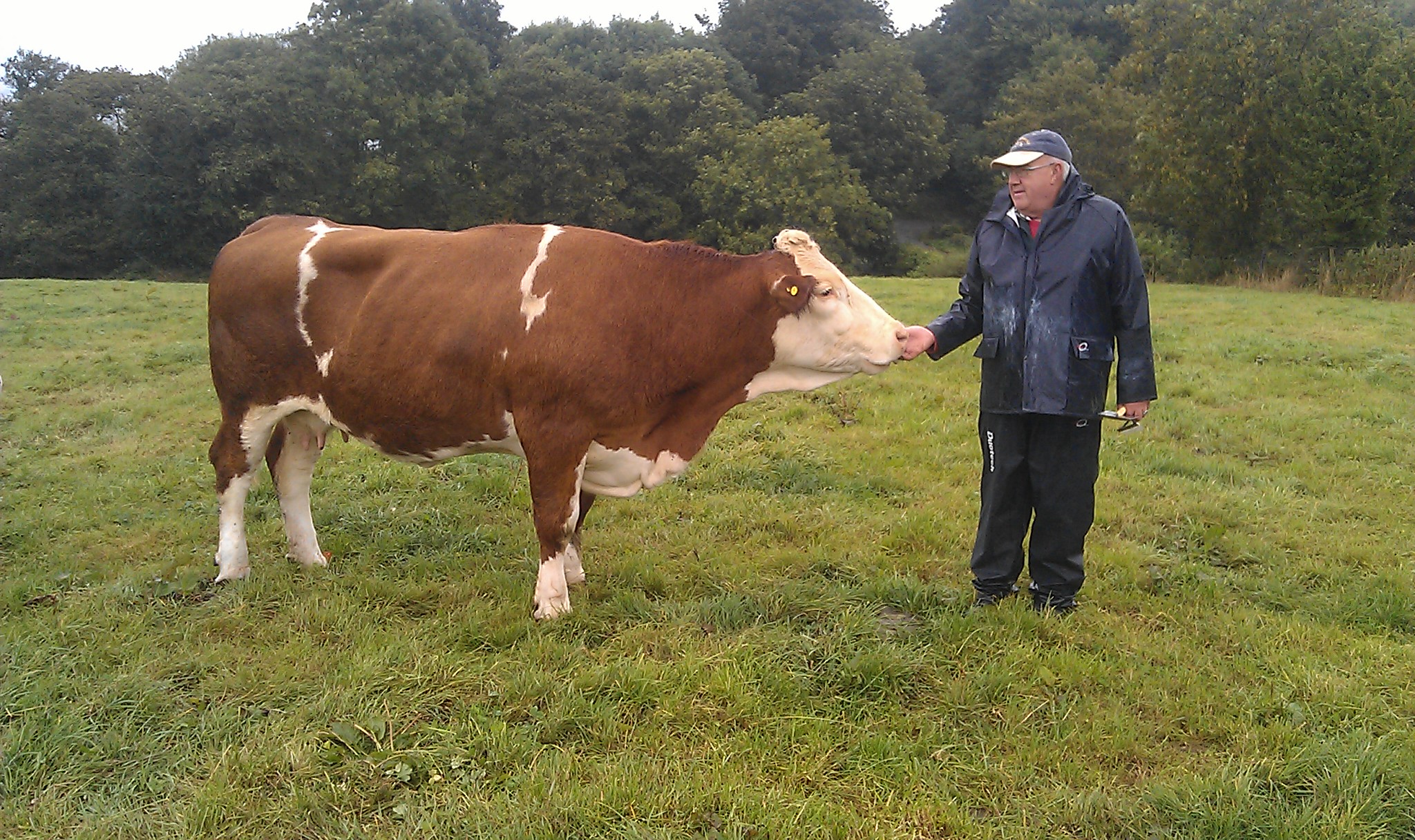 Seaview Wonderful (Scottish Neff x Ballyduff Jeweller)