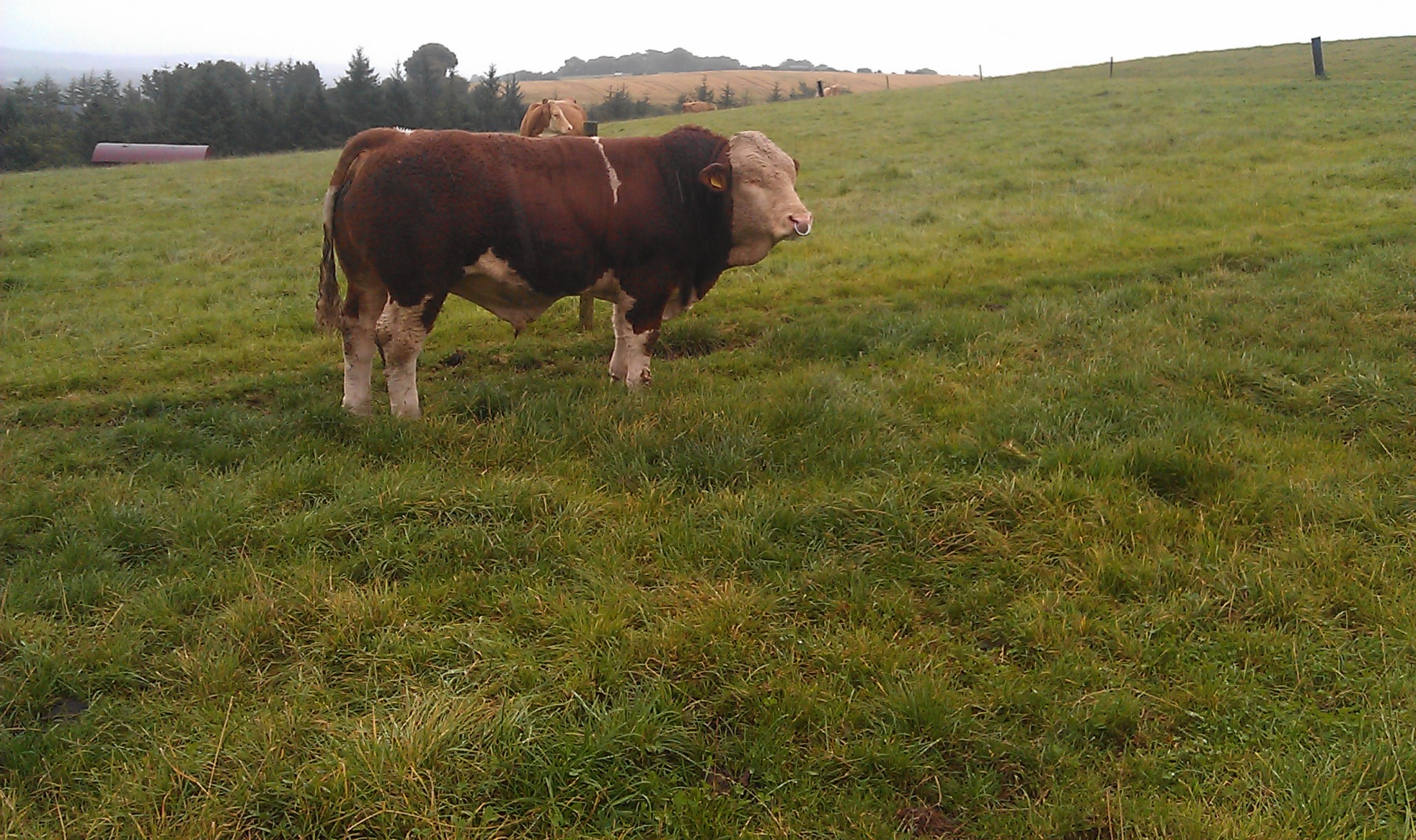Seaview Dartannion (Hercules x Carnkern Titan)
