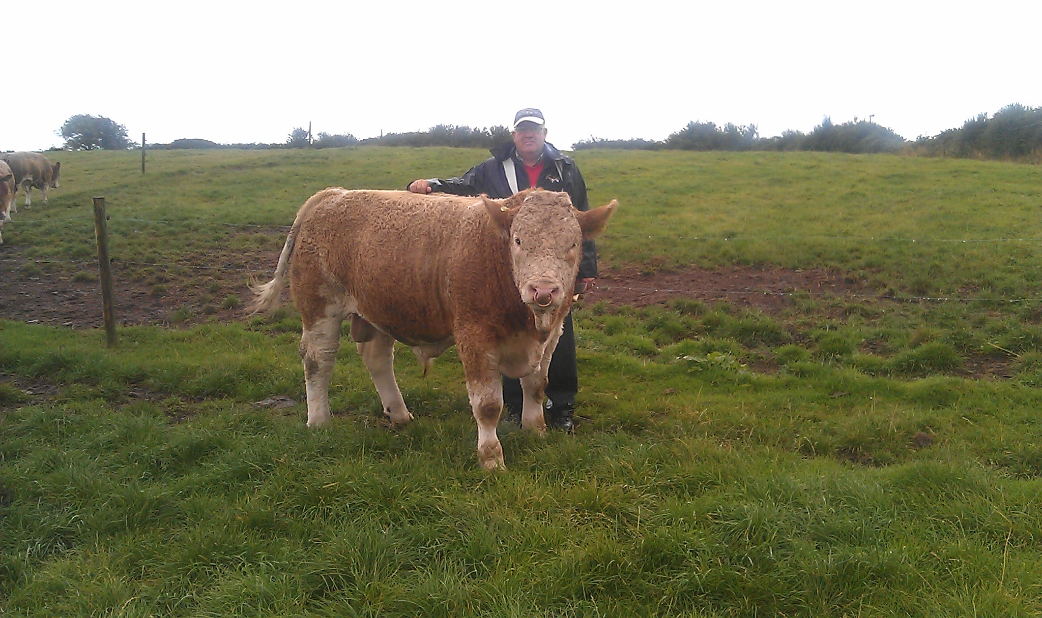 Seaview Denver (Gretnahouse Supersonic x Manitoba Spartan)