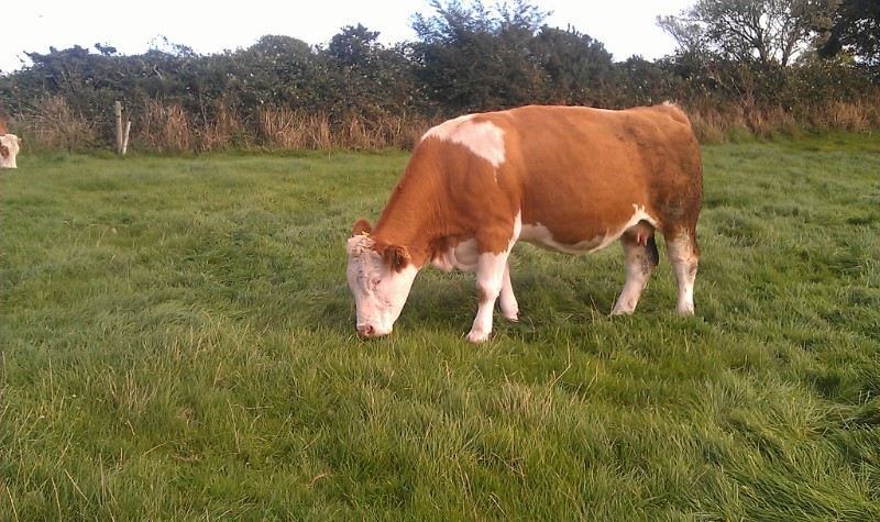 Ballyedmond Whisper (Hillcrest King x Thornhill Supremo)