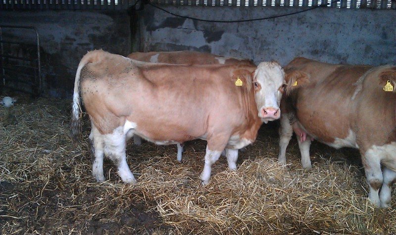Ballyedmond Viola (Ballyedmond Kool x Brington Brilliant)