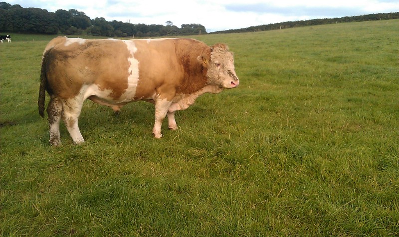 Ballyedmond Shine (Blackford Trident x Brington Brilliant)