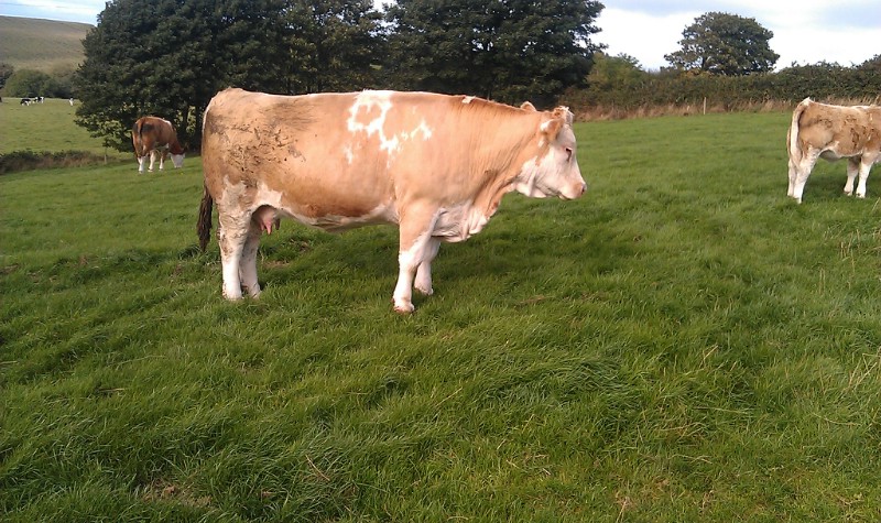 Ballyedmond Sarah (Marbelhill Liam x Brington Brilliant)