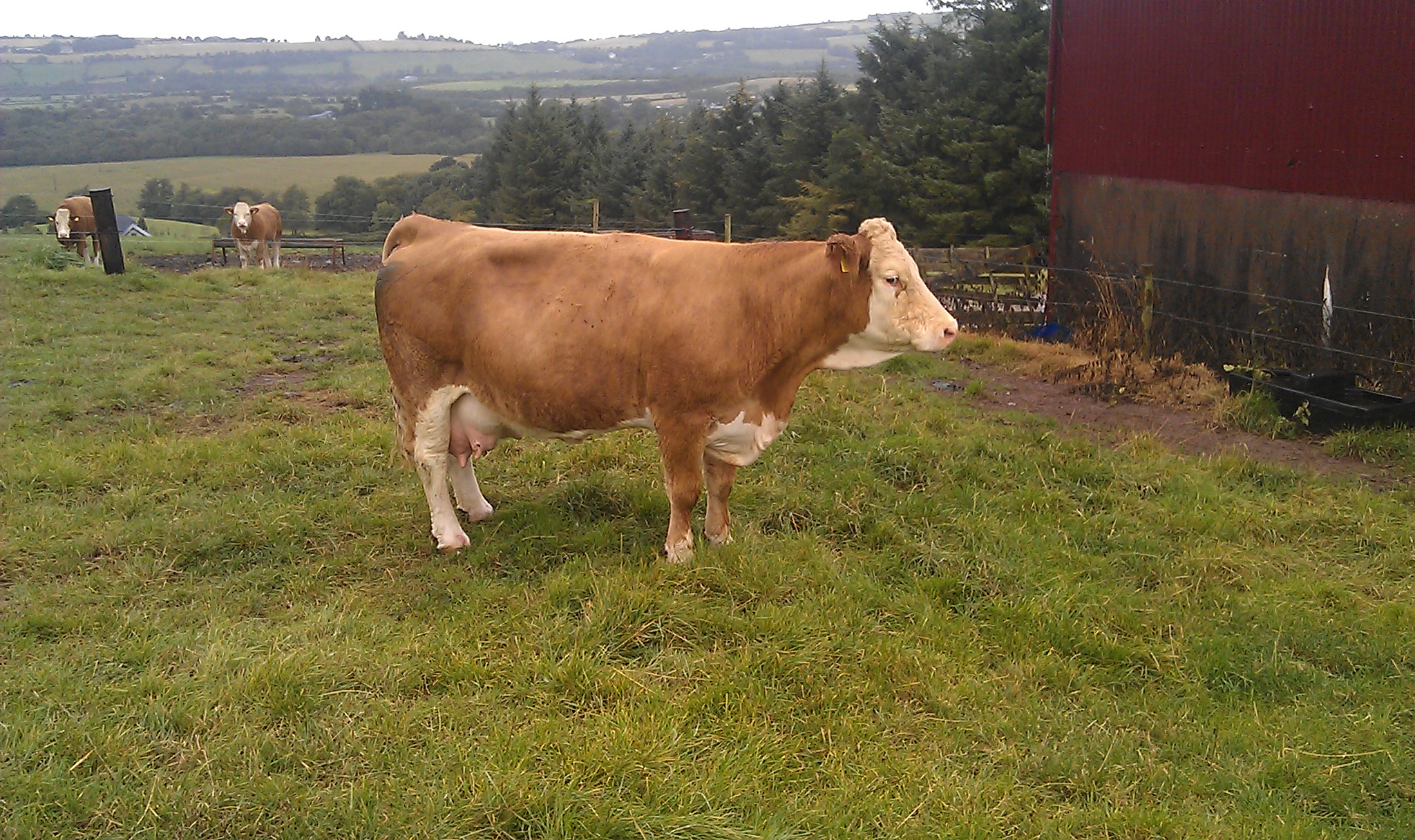 Kiltean Siobhan (Raceview King x Wellhouse Willem)