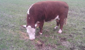Sandymount Bell (Sandymount Turley x Farney Jerry)