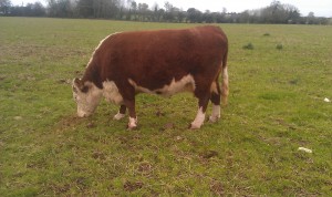 Sandymount Zara (Sandymount Turley x CH Visa 3223 57x)