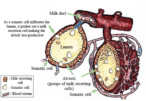 Original image taken from: http://www.hoards.com/12jan10-scc Somatic cells in alveolar