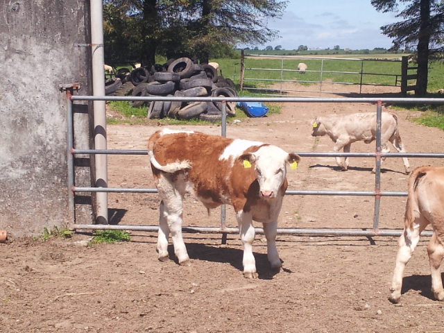 IE141510530301_XDM Bullock