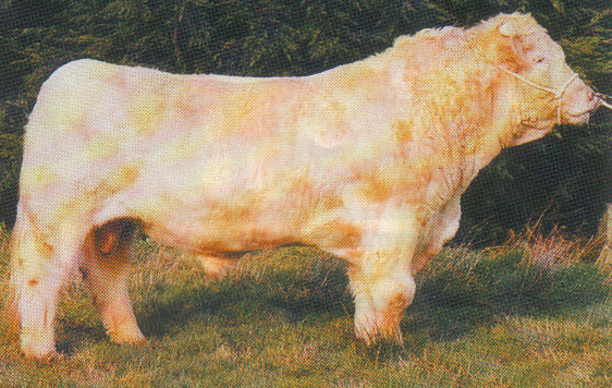 CF40_1