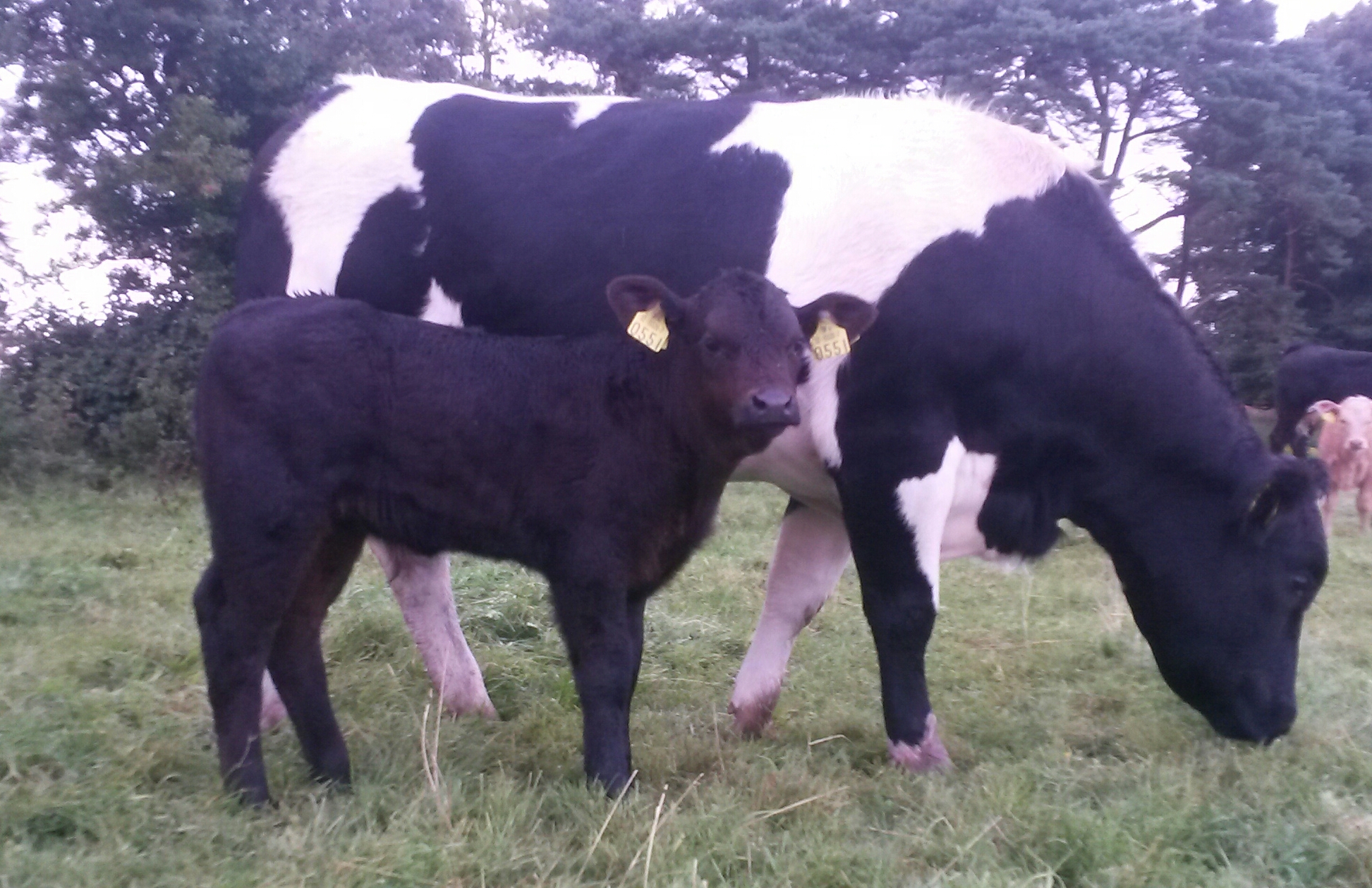 SA2153 calf1