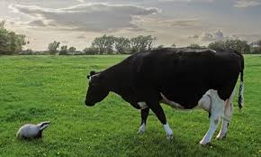 Cow Badger