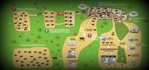 Beef Gene Ireland Maternal Progeny Test Programme