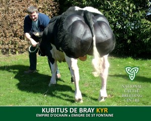 KUBITUS DE BRAY (KYR)