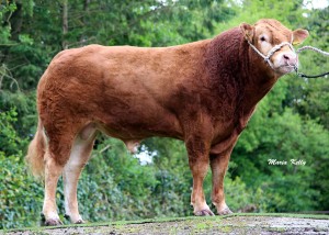 Read more about the article First Calves from Ballygarvan Stud Ike LM2151