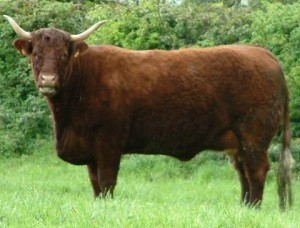 Gene Ireland Maternal Bull Breeder participant Joe and Richard Fortune’s Saler cow Usance, winner of the 2013 RDS Maternal Index Award. She boasts a phenomenal Maternal Index of €367. 