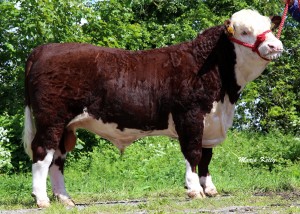 MOYCLARE LUCKY (YKM)