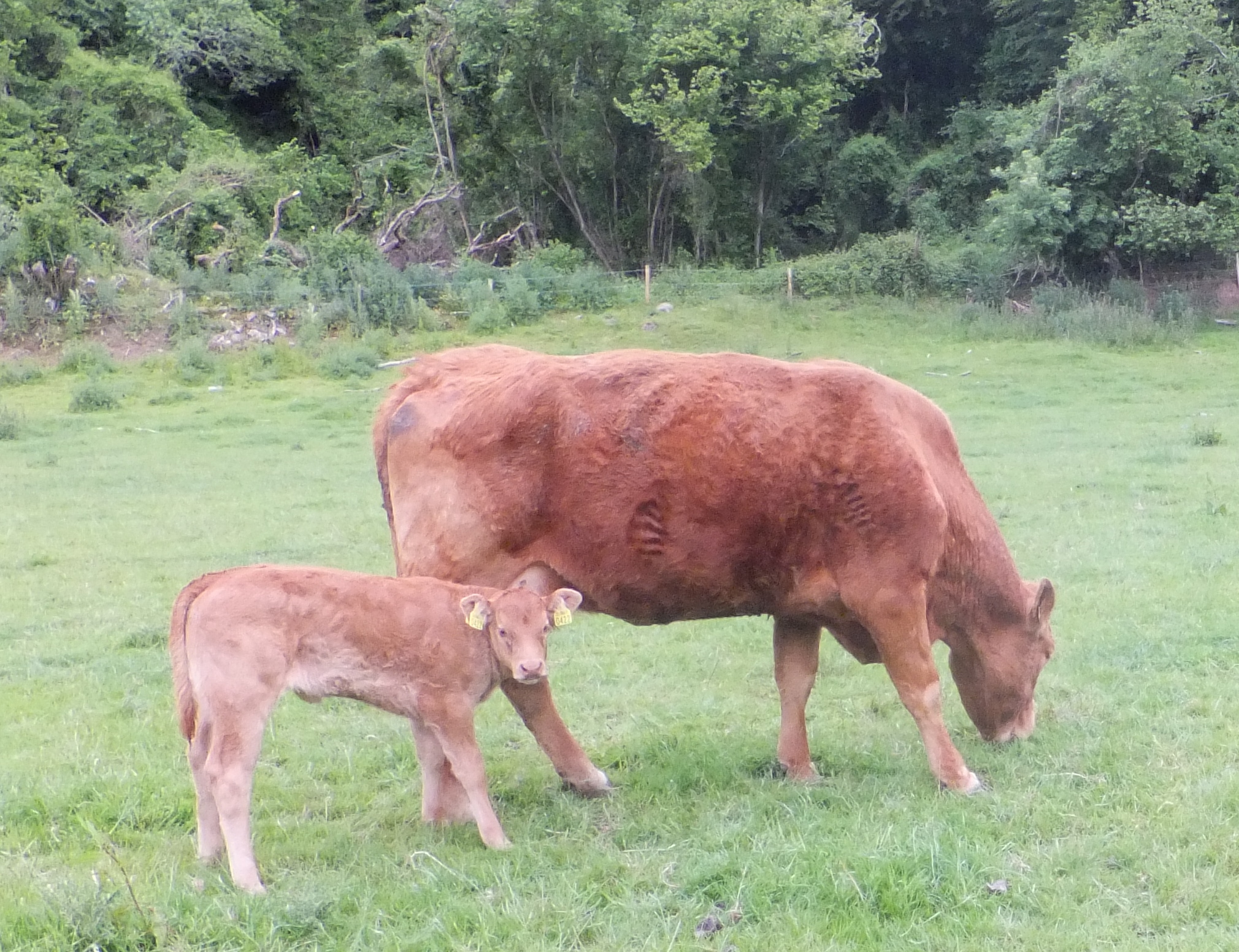 Pedigree Limousin Breeder Michael Mahony, Dangan House, Thomastown, Co.Kilkenny ICBF