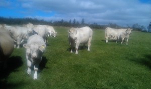 Ballyhussa Pedigree Charolais Herd