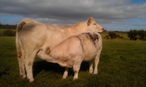 Ballyhussa Bluebell (Excellent x Prime Roberto) with her 'Royal Estar' heifer 'Ballyhussa Inca'.