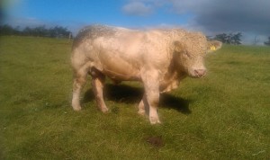 Ballyhussa Hank (Royal Estar x 2454 Royal Pepito)