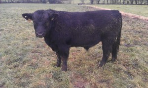 Ballydacker George G505 son.