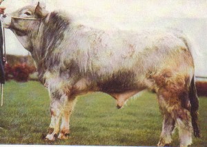 Read more about the article Bull of the week – Tandragee Castlenicol I
