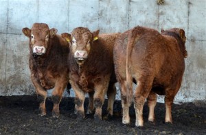 Gene Ireland Bulls for Sale in Tully