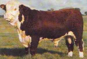 Read more about the article Featured Bull – Gageboro Suave