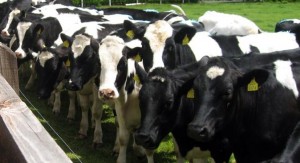 Read more about the article Dairy Sire Advice Deadline Extended
