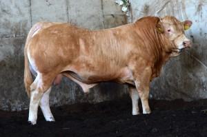 Read more about the article Video – Scaughmolin G Mail (SGA) Progeny