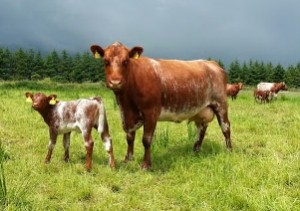 Suckler Cow Competition Results
