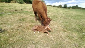 HerdPlus Beef Calving Reports