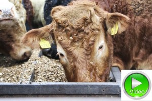 LIVESTREAM – ICAR/ Interbeef Genomics Workshop