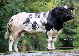 Read more about the article Only three bulls remaining!