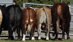 Health Management Advice for Young Beef Bulls