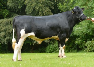 Dairy Active Bull List – Spring 2015