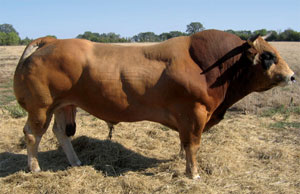 Read more about the article Featured Bull: Sansonnet