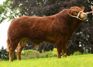 Read more about the article Top 10 most used sires in 2017