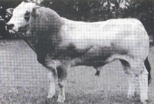 Read more about the article Featured Bull: Woodside Nucio