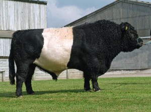 Read more about the article Bull Nostalgia: Bo