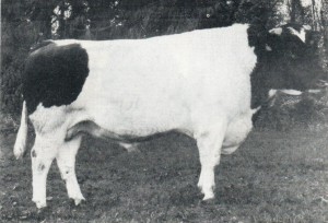 Read more about the article Bull Nostalgia: Churchwell Camper