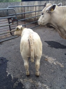 IE272368810249 - OHT_2