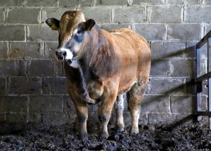 Read more about the article First Calves from Slaneymill Jack AU2155