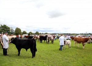Read more about the article €uro-Stars shine brightly at Limerick Show!