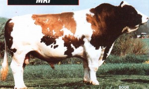Read more about the article Bull Nostalgia: Doortje’s Mars