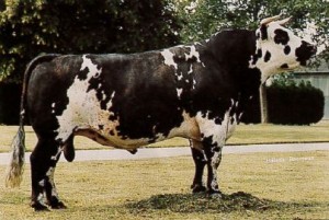 Read more about the article Bull Nostagia: Valdemar