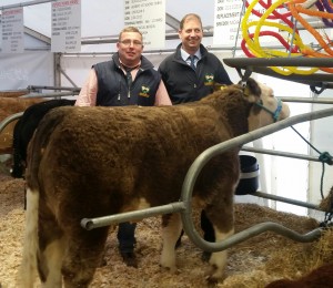 Read more about the article 4 & 5 Star Heifers for Sale