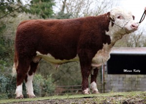 Read more about the article HE2359 calves are hitting the ground!