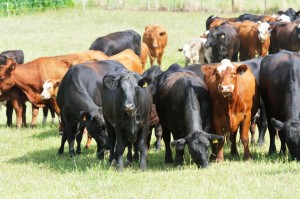 Read more about the article FAQ: How do I improve the €uro-Stars of my cattle?