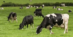 Read more about the article Change on the way for Dairy EBI